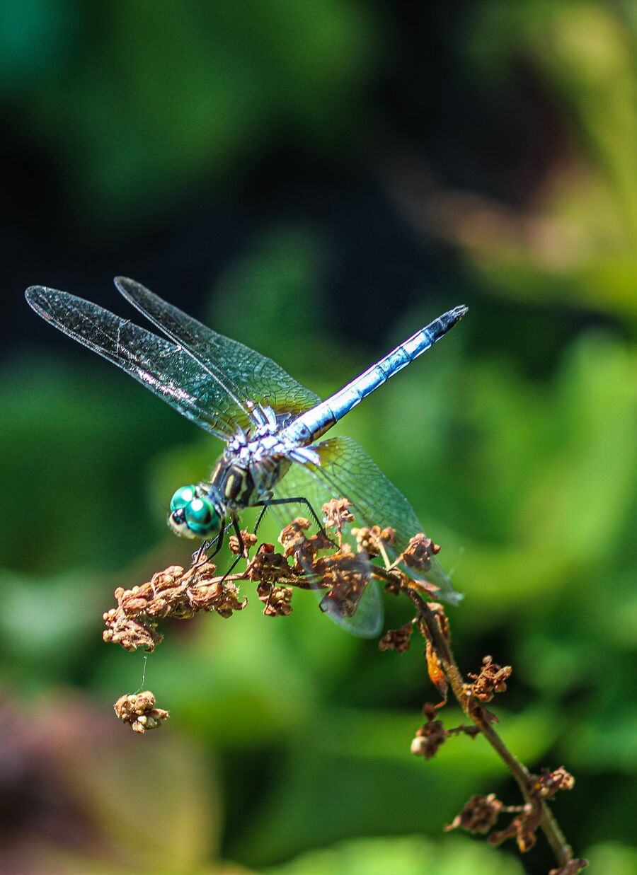 blue and white dragonfly perched on brown plant stem in close up photography during daytime