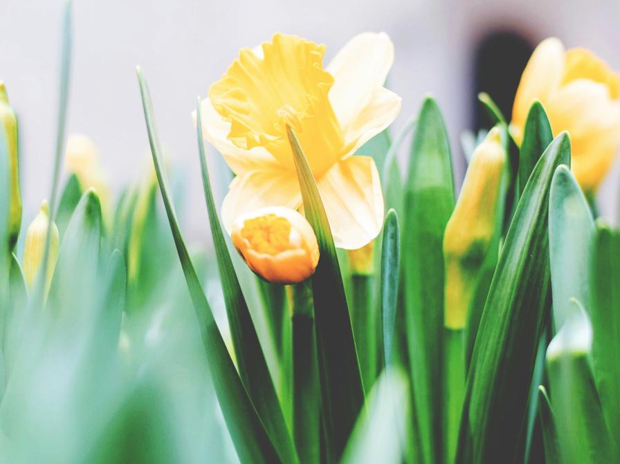 Påskeliljer