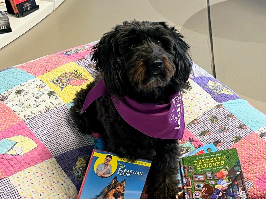 Hunden Ayla med bøger