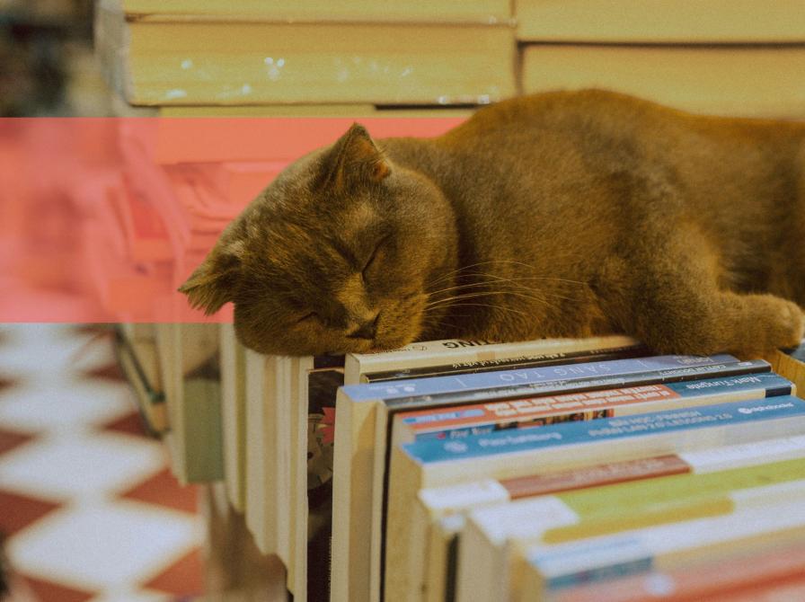 Nærbillede af en kat, der sover på en bogstak.