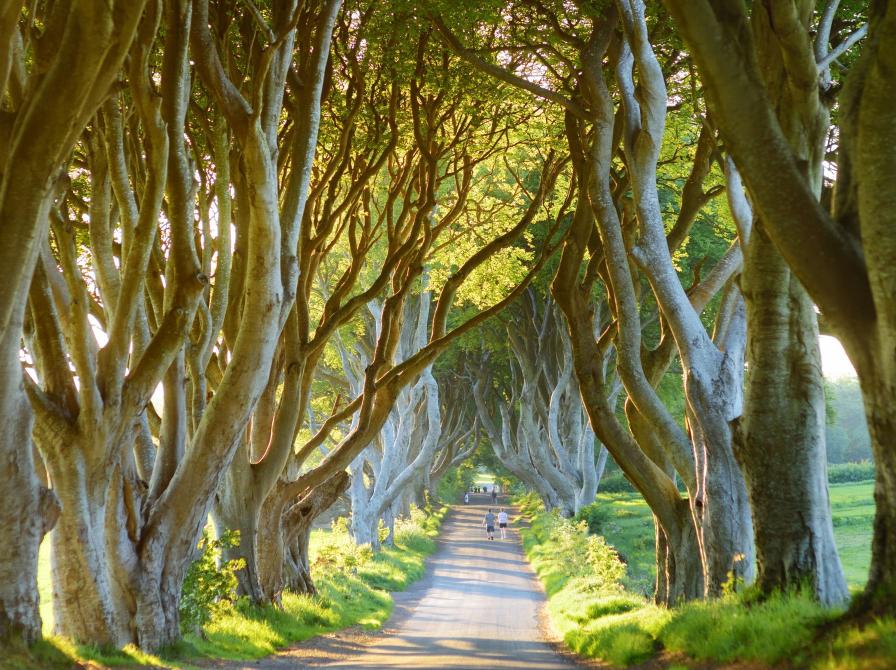 Lang allé af bøgetræer langs en vej med grønt løv og lys i horisonten.